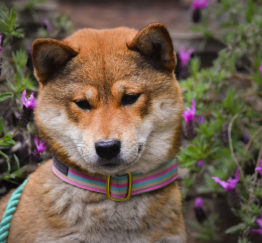 Kiko wearing Okinawa collar